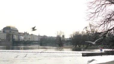 Martılar Nehri ile şehir (Prag) arka planda üzerinde