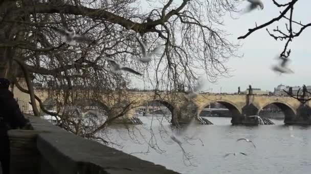 Δύο γυναίκα ζωοτροφών γλάρους - γέφυρα του Καρόλου στο παρασκήνιο - ηλιόλουστη — Αρχείο Βίντεο