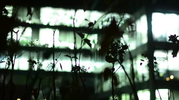 Geschäftsgebäude (Büros) - Nacht - Fenster mit Licht - Blume — Stockvideo