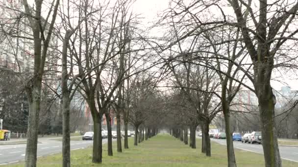 Alley of the bare trees - urban street with cars — Stock Video