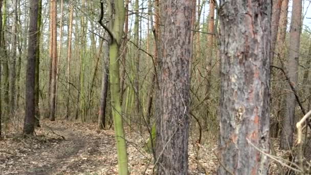 Invierno bosque desnudo nublado — Vídeo de stock