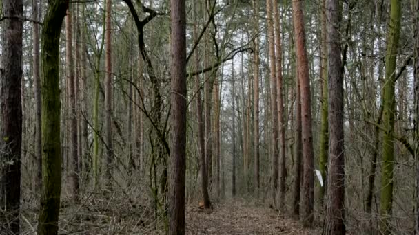 Winter kahler Wald - Baumkrone - bewölkt — Stockvideo