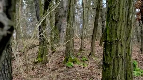 Angst im kahlen Wald - versteckt hinter einem Baum — Stockvideo