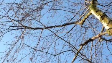 Kış çıplak ağaca - shot kadar mavi gökyüzü ve treetop - güneşli