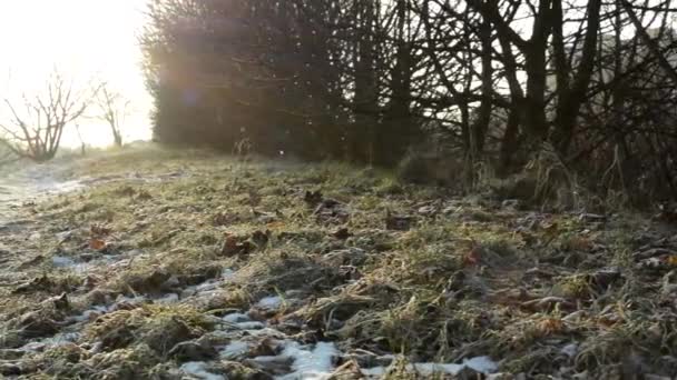 Зимова трава зі снігом - ранкова роса - стежка з деревами — стокове відео