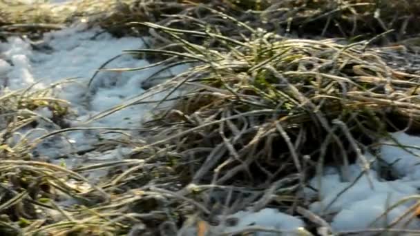 Зимняя трава со снегом - утренняя роса - солнечные лучи - подробности крупным планом — стоковое видео
