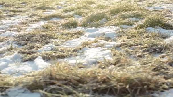 Hierba de invierno con nieve rocío matutino rayos de sol — Vídeos de Stock