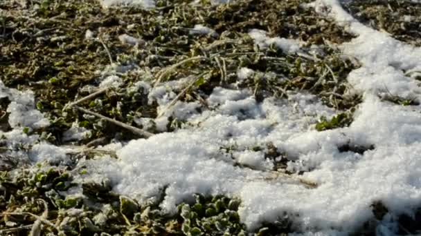 Winter grass with snow - morning dew — Stock Video