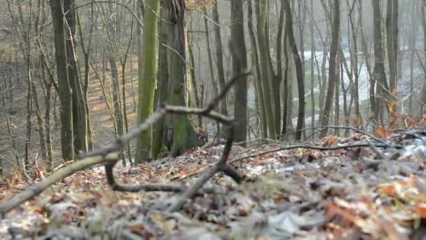 Голий ліс - сонячно - повзунковий хід - листя — стокове відео