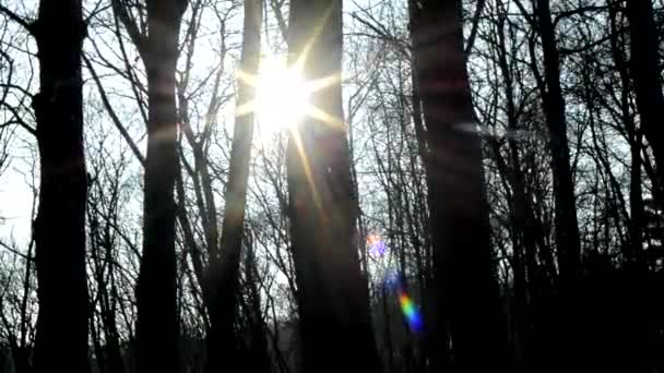 Kale bos en zonnestralen - zonnige — Stockvideo