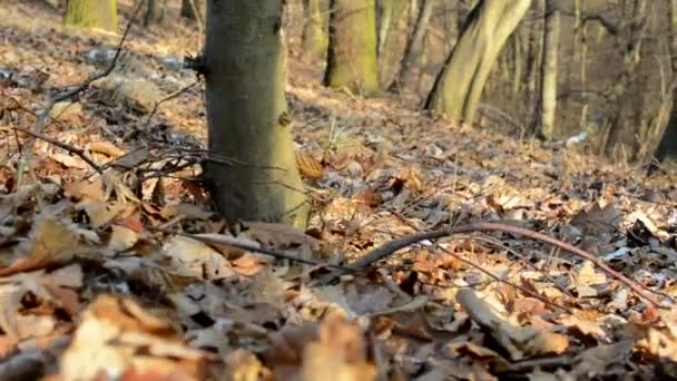 Голий ліс - сонячно - повзунковий хід - листя крупним планом — стокове відео