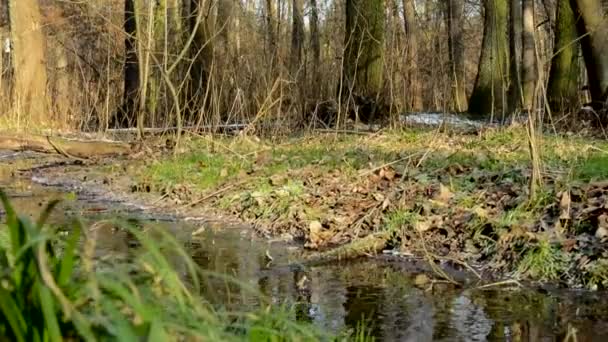 Bäcken i skogen - soliga - vintern - bere träd och gräs — Stockvideo