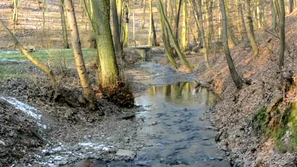 Ruisseau dans la forêt - ensoleillé - hiver - arbres et herbe — Video