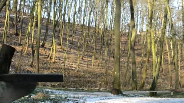 Скамейка в зимнем парке - солнечный - голый лес — стоковое видео