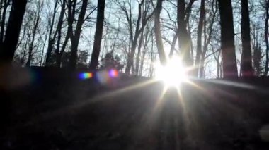 Çıplak orman ve güneş ışınları - güneşli