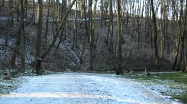 Uçan çıplak ormanı - patika - güneşli