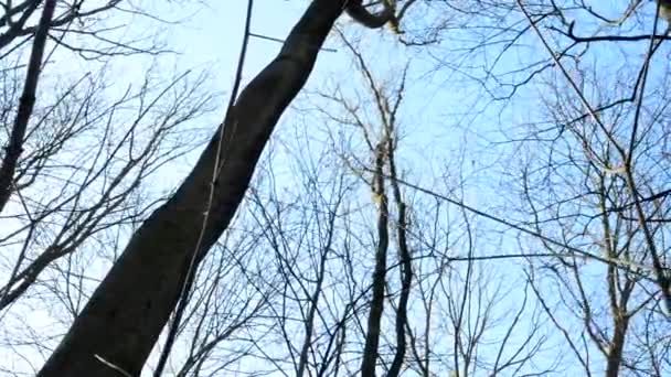 Winter blote bos - rijk aan geboomte - schoten omhoog te treetop - zonnige blauwe hemel — Stockvideo