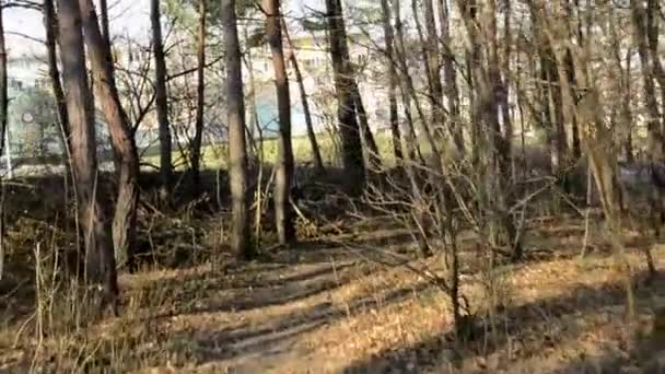 Flying through bare forest - sunny - building in background — Stock Video