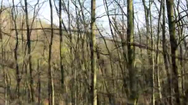 Uçan çıplak ormanı - güneşli — Stok video