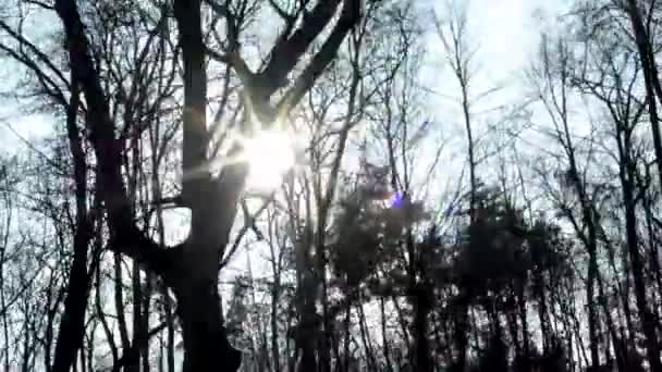 Голий ліс і сонячні промені - сонячні — стокове відео