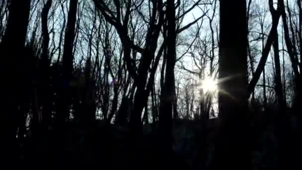 Голий ліс і сонячні промені - сонячний - кінець дня — стокове відео