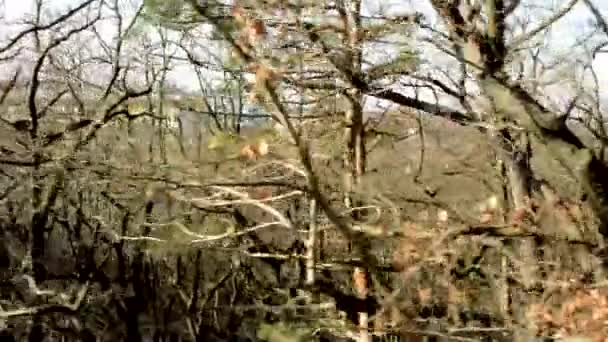 Fliegen durch kahlen Wald - sonnig - Gebäude im Hintergrund — Stockvideo