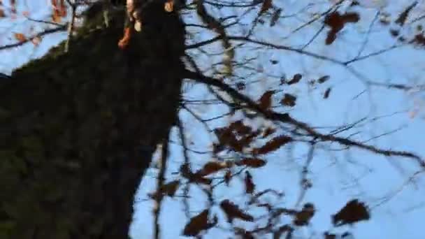 Holý strom - výstřel ze dna a otáčení kolem stromu - modré obloze slunečno — Stock video