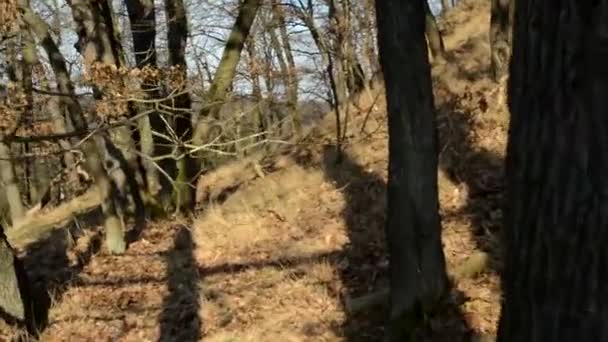 Прогулка по голому лесу - солнечно — стоковое видео