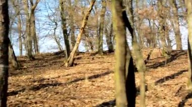 Uçan çıplak ormanı - güneşli