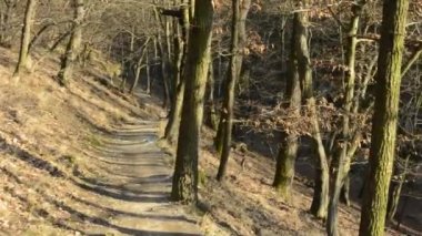 Uçan çıplak ormanı - güneşli