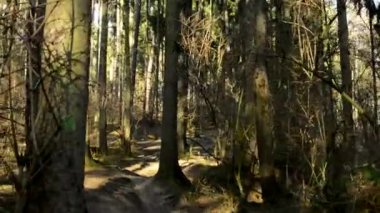 Çıplak orman - güneşli yürüyüş