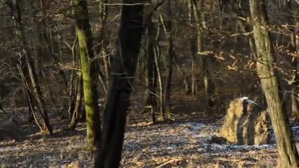 Voler à travers la forêt nue - ensoleillé 