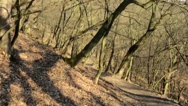 Пролітаючи голим лісом - сонячно — стокове відео