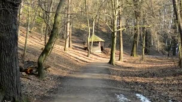 Walking through bare forest - road - sunny — Stock Video