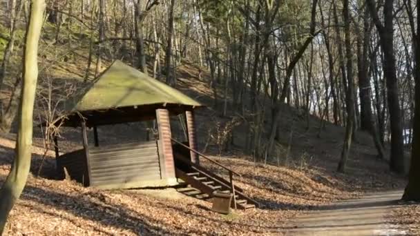 Marcher dans la forêt nue et entrer à la cabane et regarder autour - ensoleillé — Video