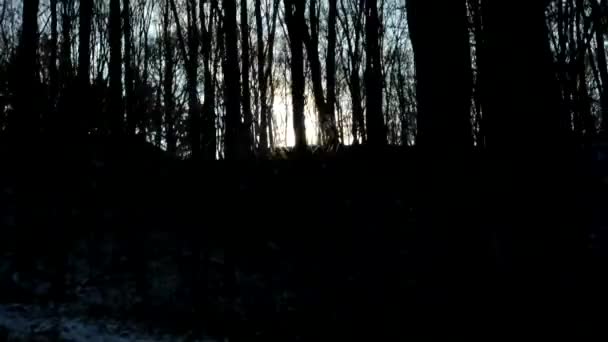 Kala skog och solstrålar - soliga — Stockvideo