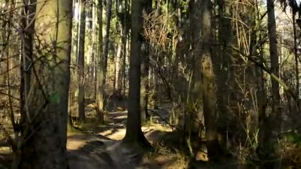 Wandelen door kale bos - zonnige — Stockvideo