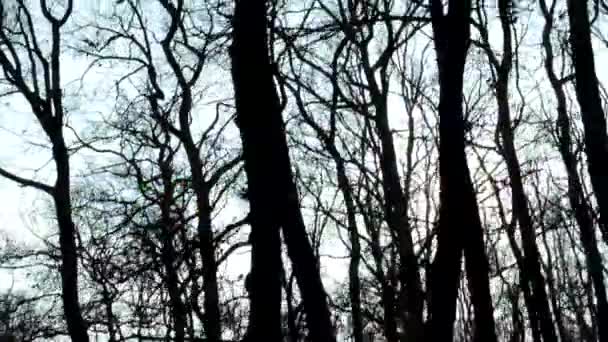 Foresta brulla e raggi di sole - soleggiato — Video Stock