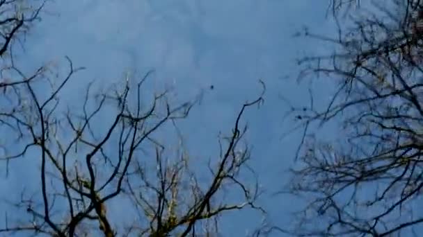 Vliegen door kale bos - schoten omhoog naar hemel - sunny - blauwe hemel — Stockvideo