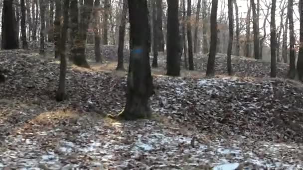 Vliegen door kale bos - zonnige — Stockvideo