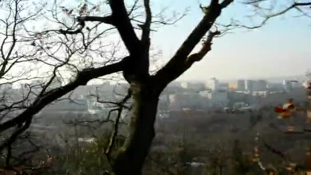 Fliegen durch kahlen Wald - sonnig - Stadt im Hintergrund — Stockvideo