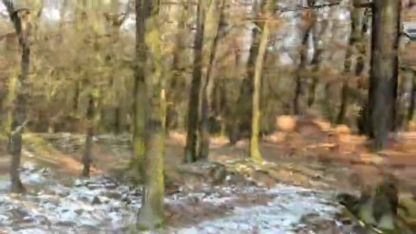 Fliegen durch kahlen Wald - sonnig — Stockvideo