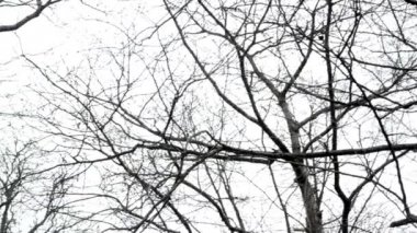 Forest(Park) - çıplak ağaç dalları - bulutlu gökyüzü