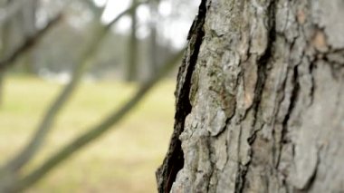Park - ağaç kabuğu detay