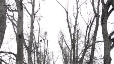 Winter park ağaçlarıyla - yol - bulutlu