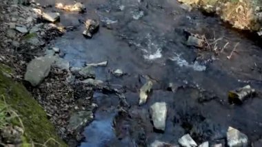 Sonbahar orman - güneş çayı