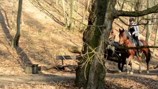 Horseriders lovagol az erdőben — Stock videók