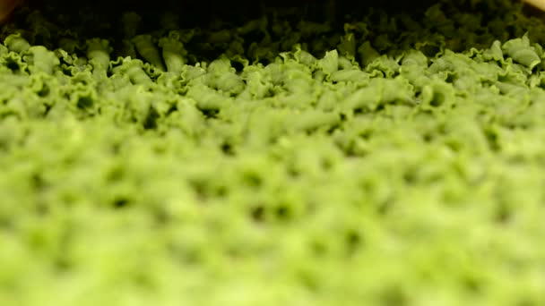 Dried green pasta in racks in factory - closeup — Stock Video