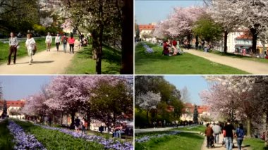 Prag, Çek Cumhuriyeti - Nisan 2014: 4k montaj (derleme) - Bahar parkı - insanlarla çiçekli ağaçlar.