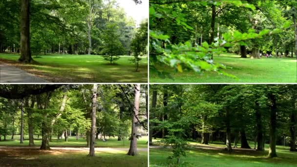 4k montaj (derleme) - park (ağaçlar) - güneşli - çim — Stok video